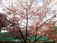 今年も大漁桜が咲きました！