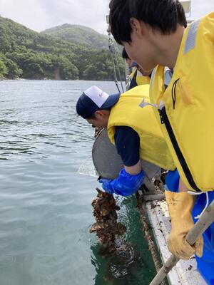 水揚げの様子②