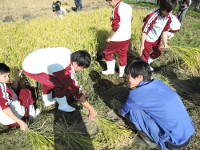 石巻北高校との稲刈り実習