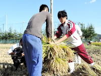 石巻北高校との稲刈り実習
